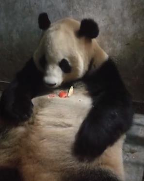 哈皮娱乐吃瓜,揭秘娱乐圈最新“吃瓜”事件